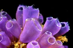Blue Bell Tunicates.This photo was taken at Cayos Cochino... by Shawn Jackson 